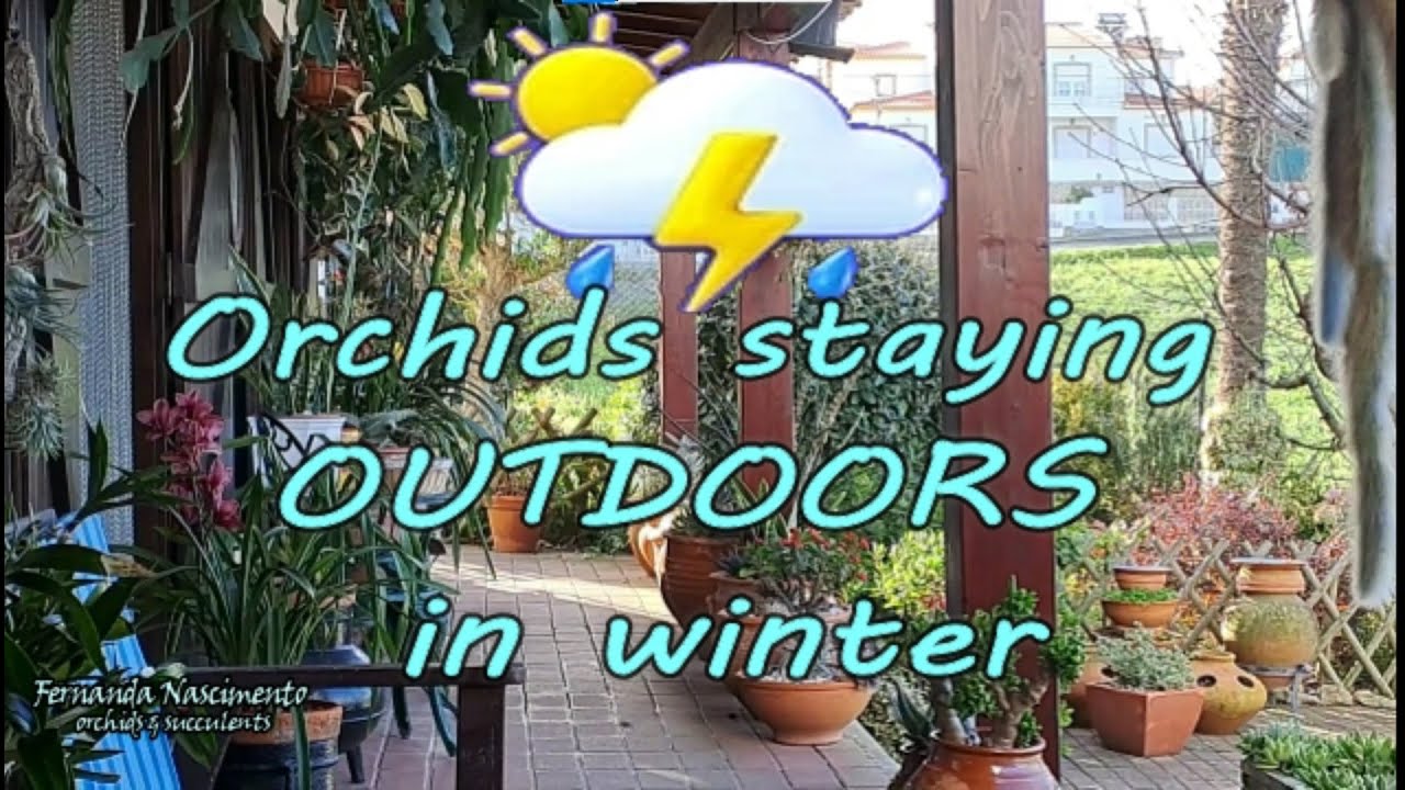 The Orchids Staying Outdoors During Winter 🥶⚡⛄💧 LEGENDAS em PORTUGUÊS
