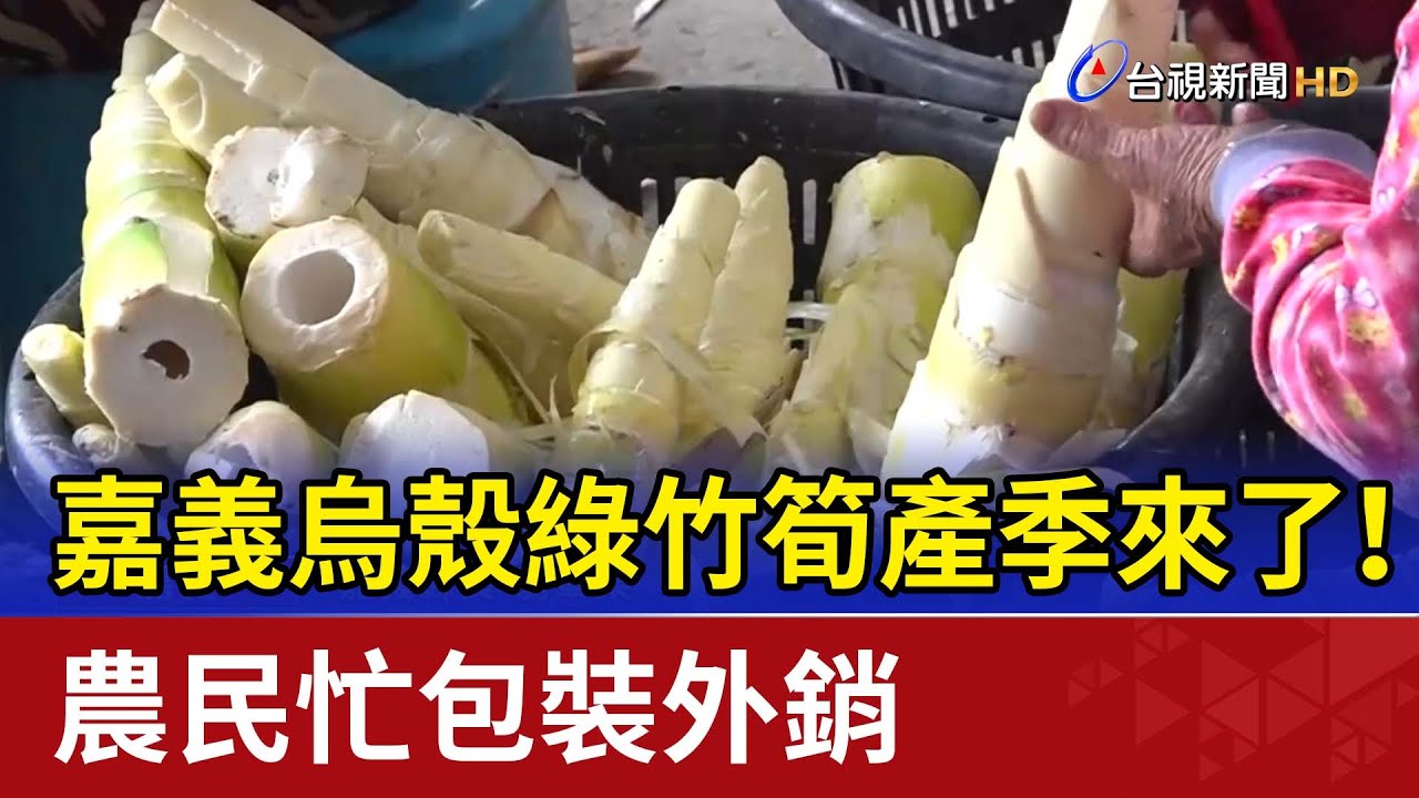 嘉義烏殼綠竹筍產季來了！ 農民忙包裝外銷