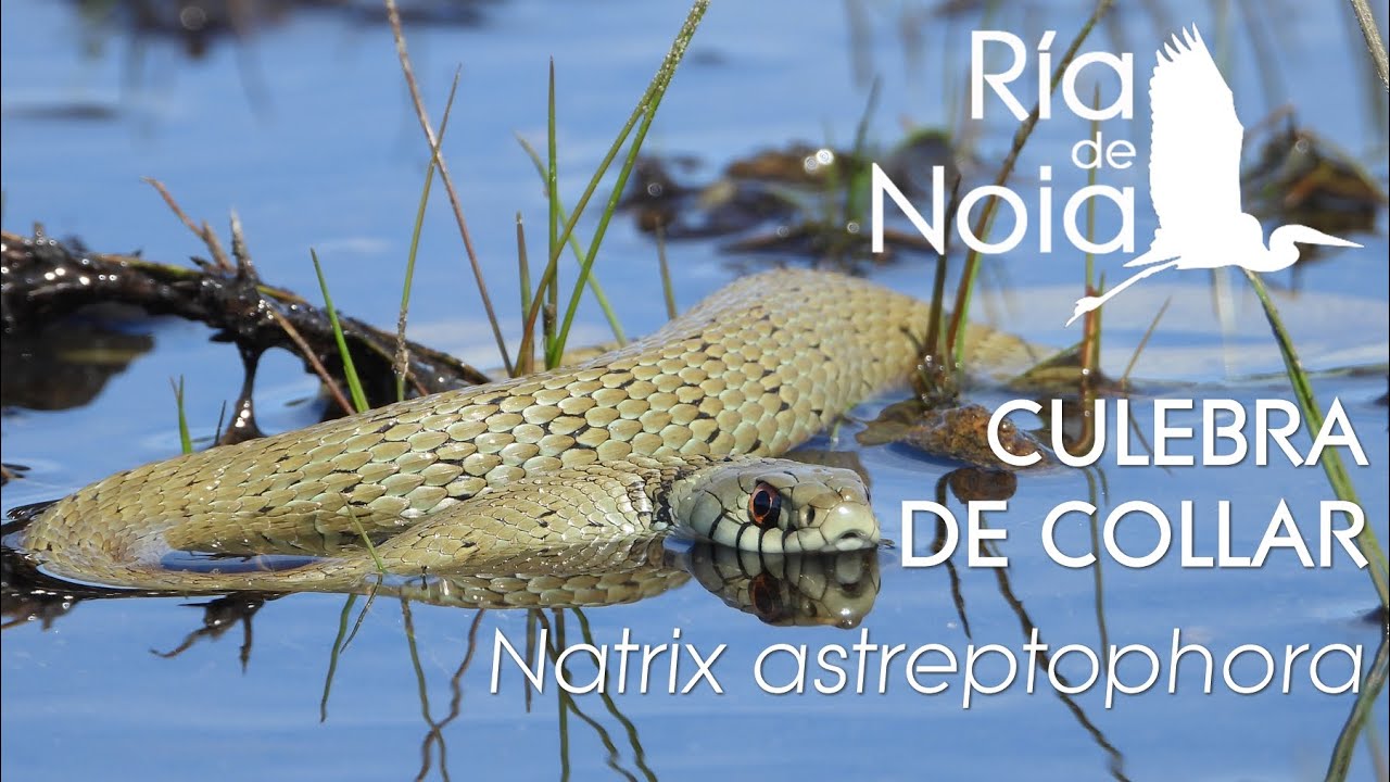 Cobra de colar o Culebra de collar (Natrix astreptophora)