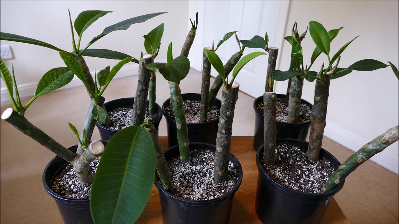 Frangipani Cuttings