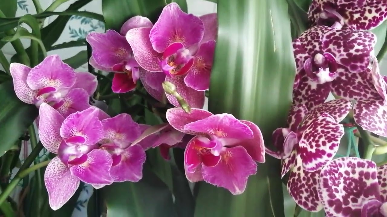Что сейчас цветёт.🌺🌻🌹ЗИМУША, пока, пока...❄️❄️