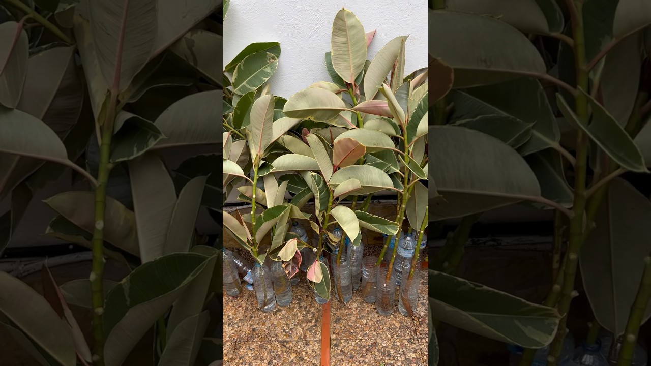 C&Oacute;MO ENRAIZAR ￼CUALQUIER FICUS | Ficu￼s Elastica Variegata &ldquo;TINEKE&rdquo; #shots