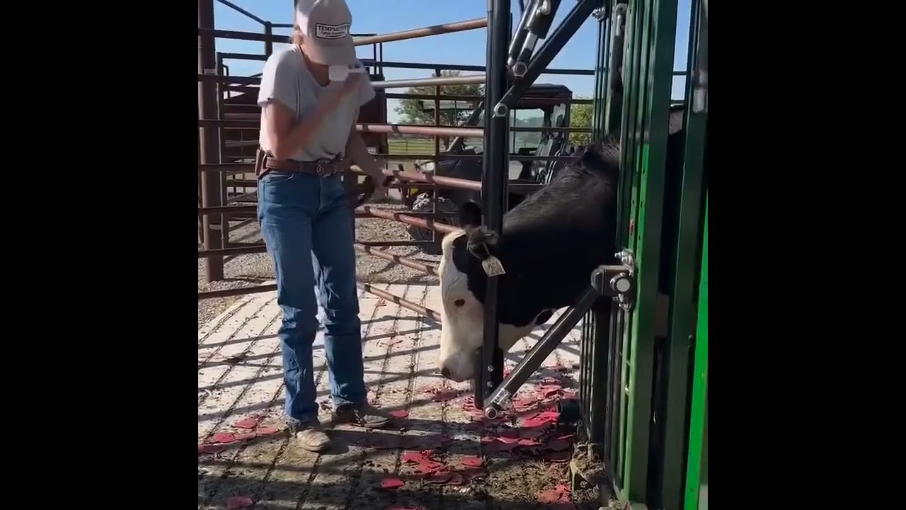 This Lady Knows How To Work Cattle