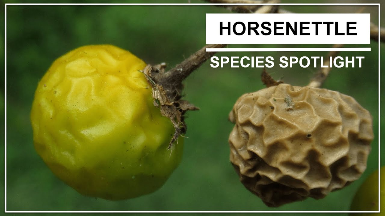 Прожектор видов | Крапива хвоща (Solanum carolinense L.)