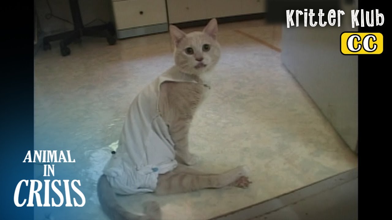Кот, который должен носить человеческие подгузники... л животное в кризис Ep 349