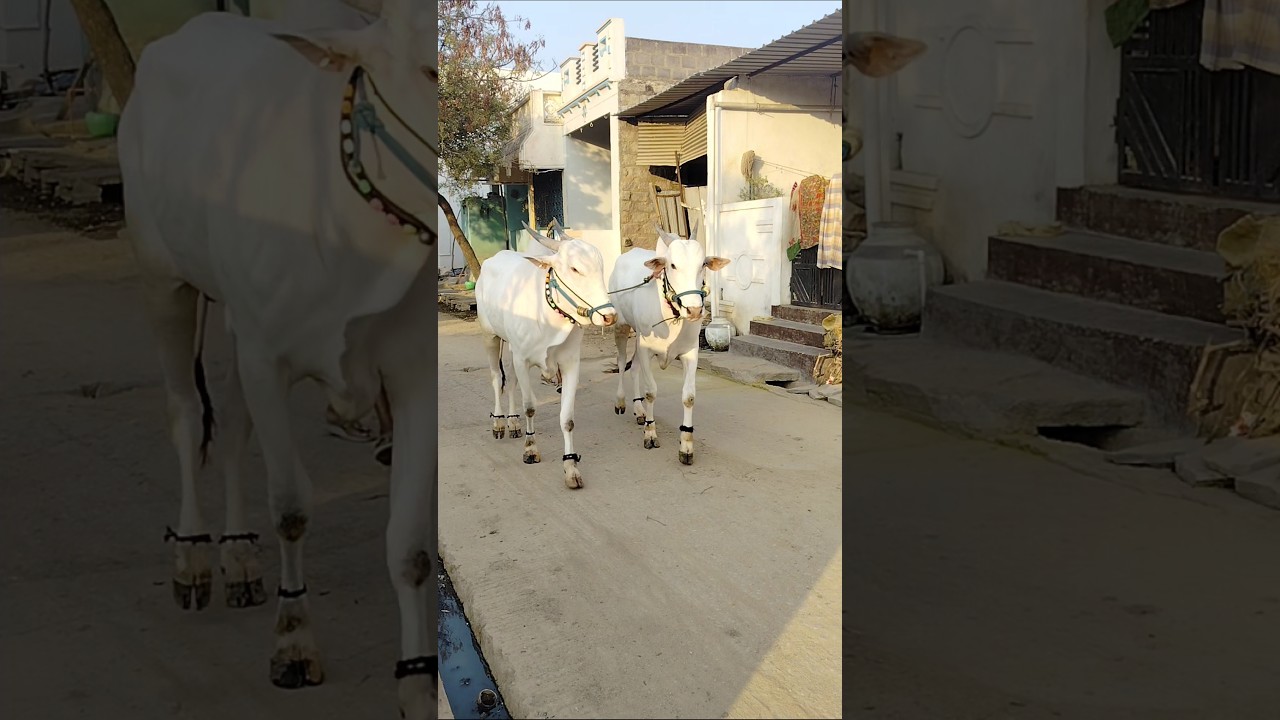 palledoddi Harikrishna khillari bulls #beautifulfolksong #lovemusic #comedy #farmingtraditions #love