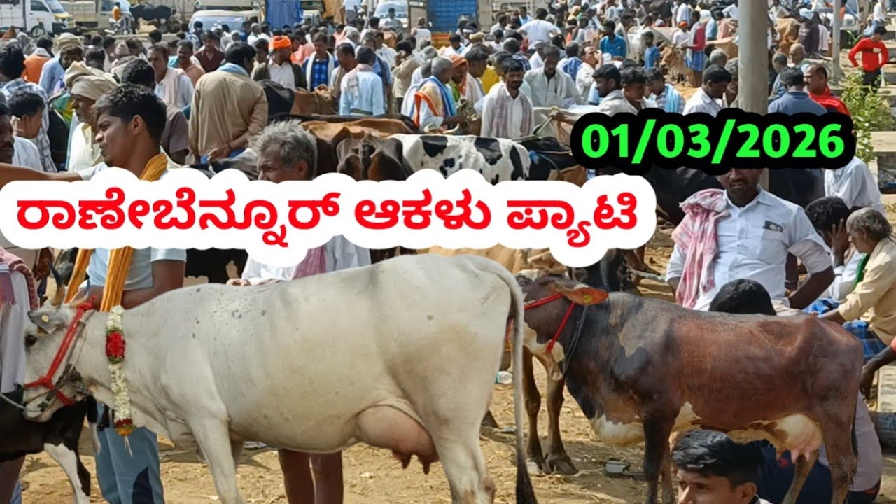 ರಾಣೇಬೆನ್ನೂರ್ ಆಕಳು ಮಾರುಕಟ್ಟೆ || Ranebennuru Cow Market || ಹಾವೇರಿ ಜಿಲ್ಲೆ || ಪ್ರತಿ ಭಾನುವಾರ ಬೆಳಿಗ್ಗೆ || 