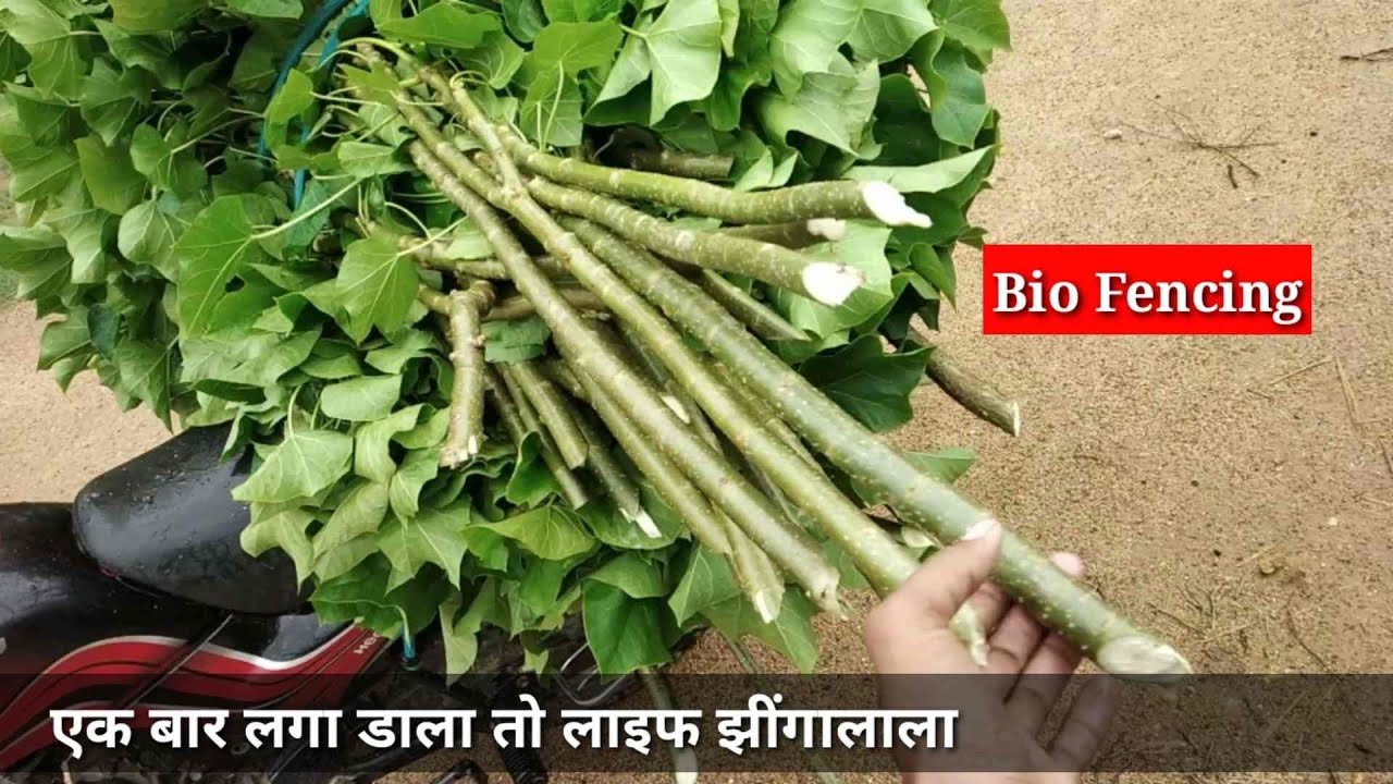 Bio Fancing, Live Fencing एक बार लगाएं जिंदगी भार आराम।