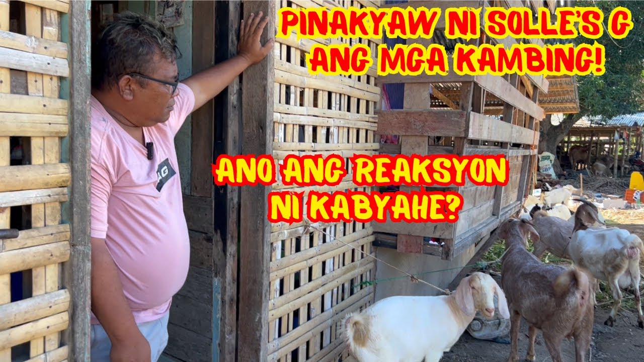 PINAKYAW NI SOLLE’S G ANG MGA KAMBING! ANO ANG REAKSYON NI KABYAHE? | SOLLE'S GANDANG BUHAY