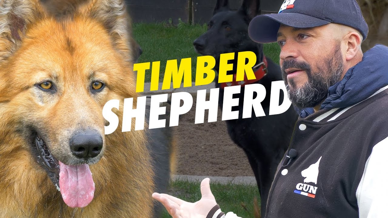 Timber Shepherd aussi magnifique qu'imprévisible ?
