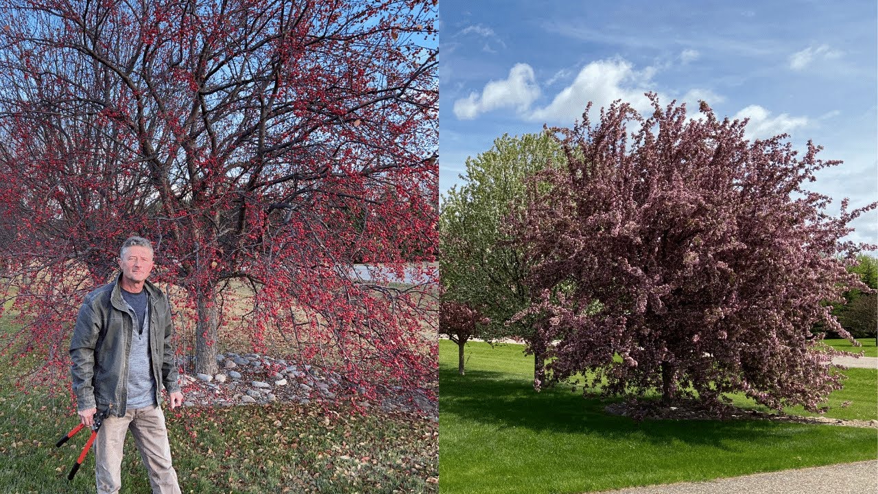 Red Splendor Flowering Crabapple: Is It Time to Prune? Fireblight Considerations.