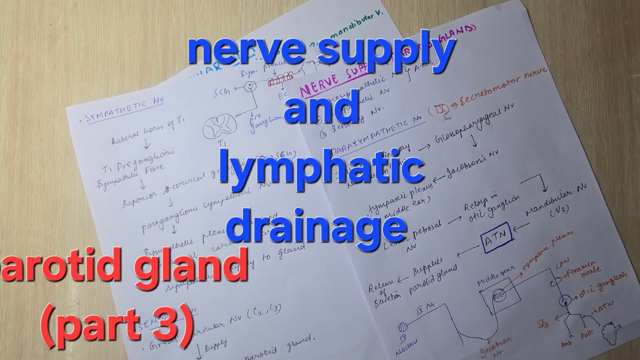 Parotid gland part 3 | mbbs anatomy 