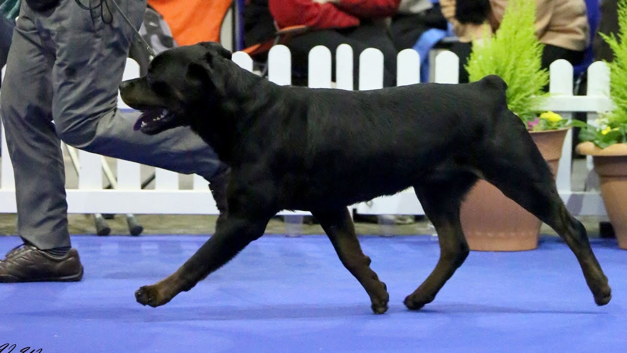 Manchester Championship Dog Show 2015 - Working group