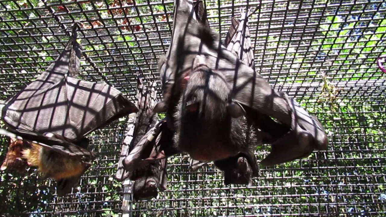 Mother bat cleaning her baby