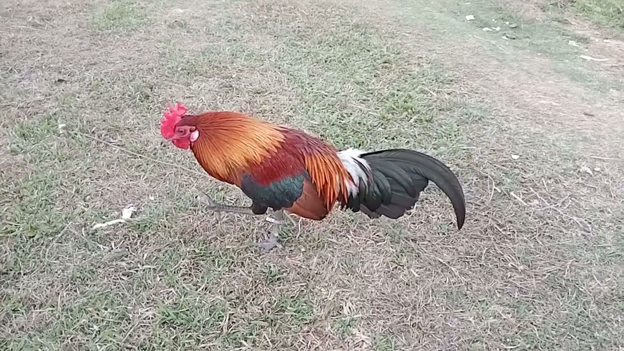 2 (3) qaib f1pib khav lawm nawb 2026