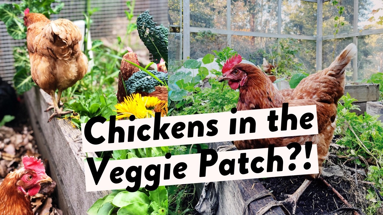 Everyone Says Chickens Destroy Veggie Gardens - But What If You Could Turn This Into A Positive?