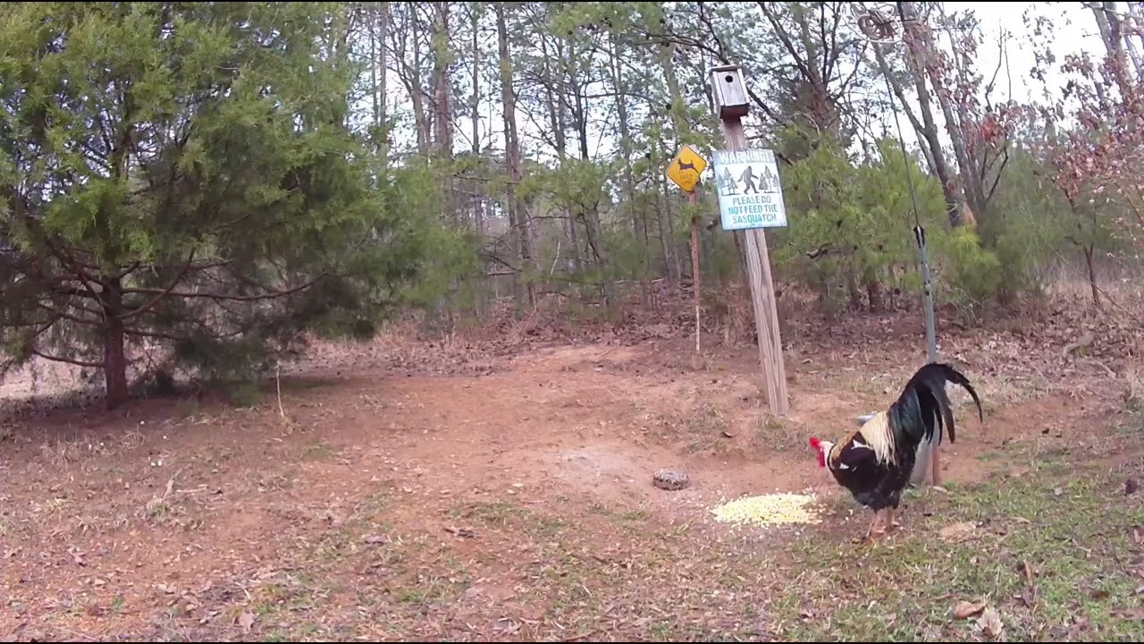 Rooster. 3/5/26