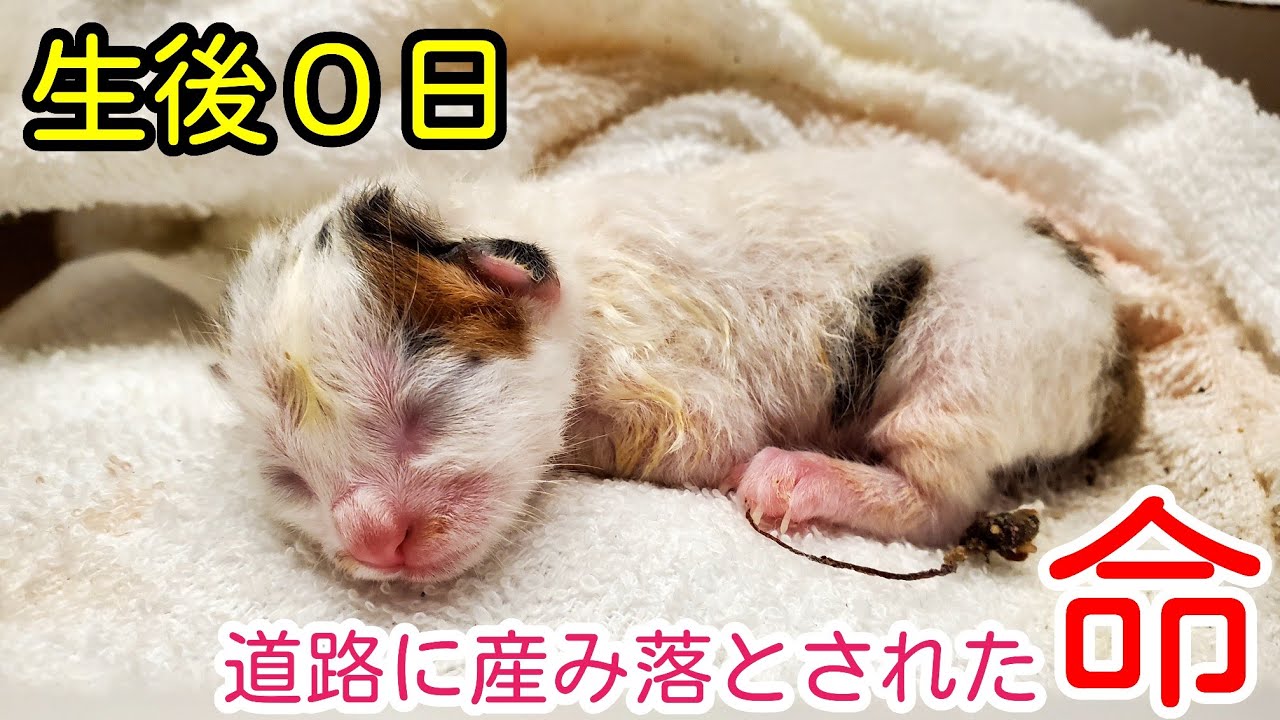 【赤ちゃん保護】【道路で出産】羊水まみれでへその緒もついた子猫を保護しました