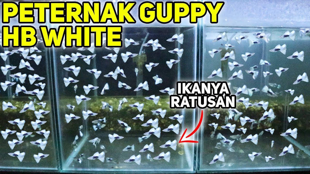Grebek Peternak Ikan Guppy!! Semua isinya Jenis HB White!! Gak ada yang lain!! Auto Beli nih wkwkwk!