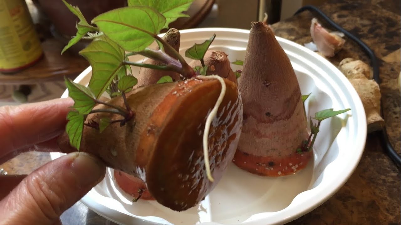 种红薯最简单实用的方法 一次成功！How To Grow Sweet Potatoes