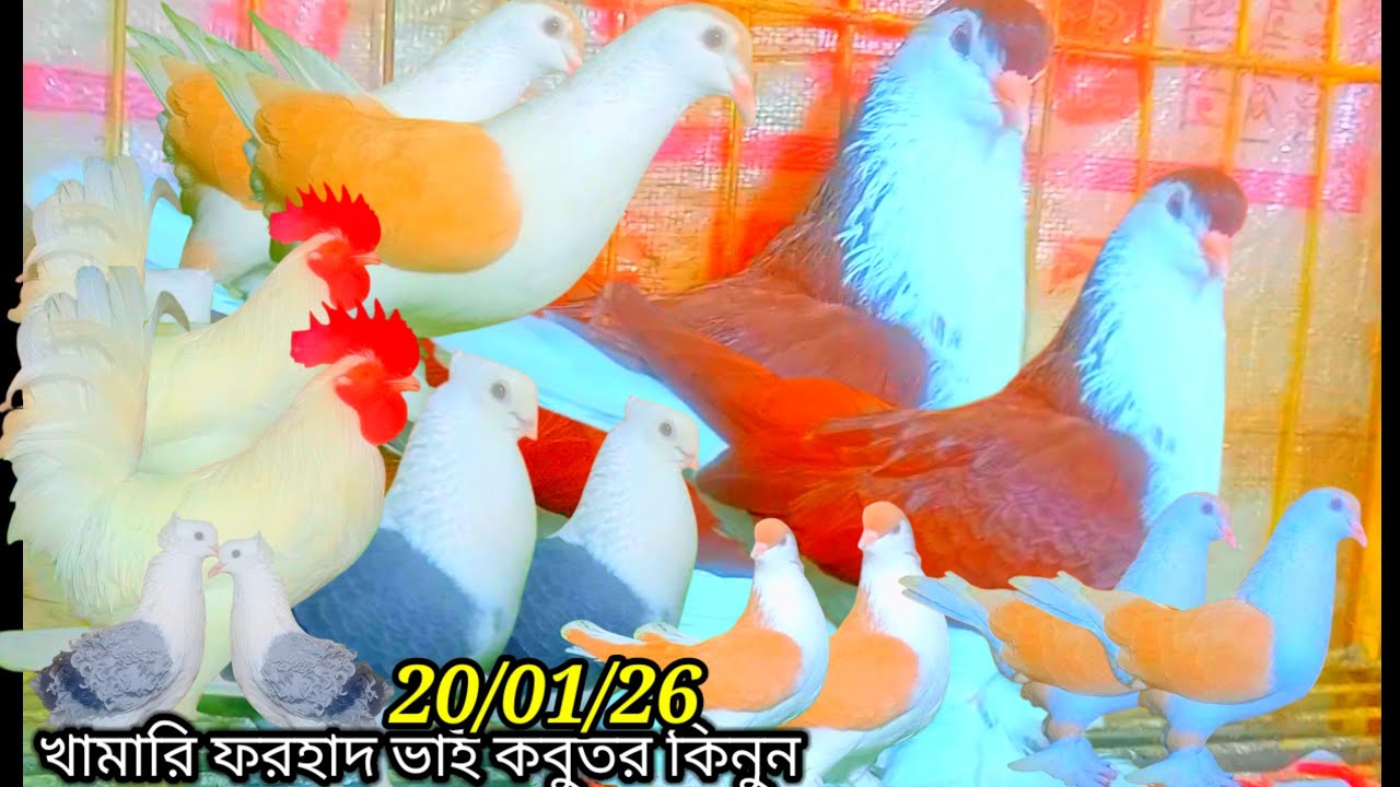 খামারি ফরহাদ ভাইয়ের কাছ থেকে কবুতর কিনুন ////20/01/26@MdForhad001