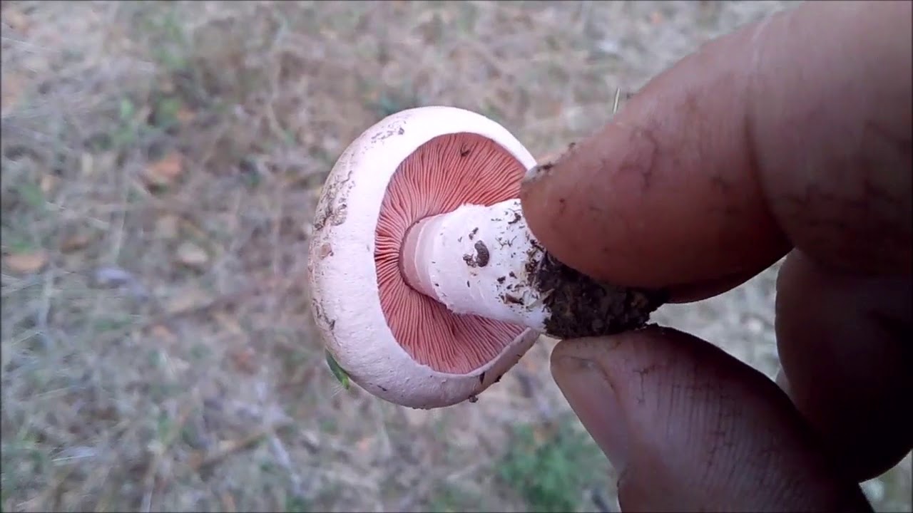 O cogumelo agaricus campestris na natureza