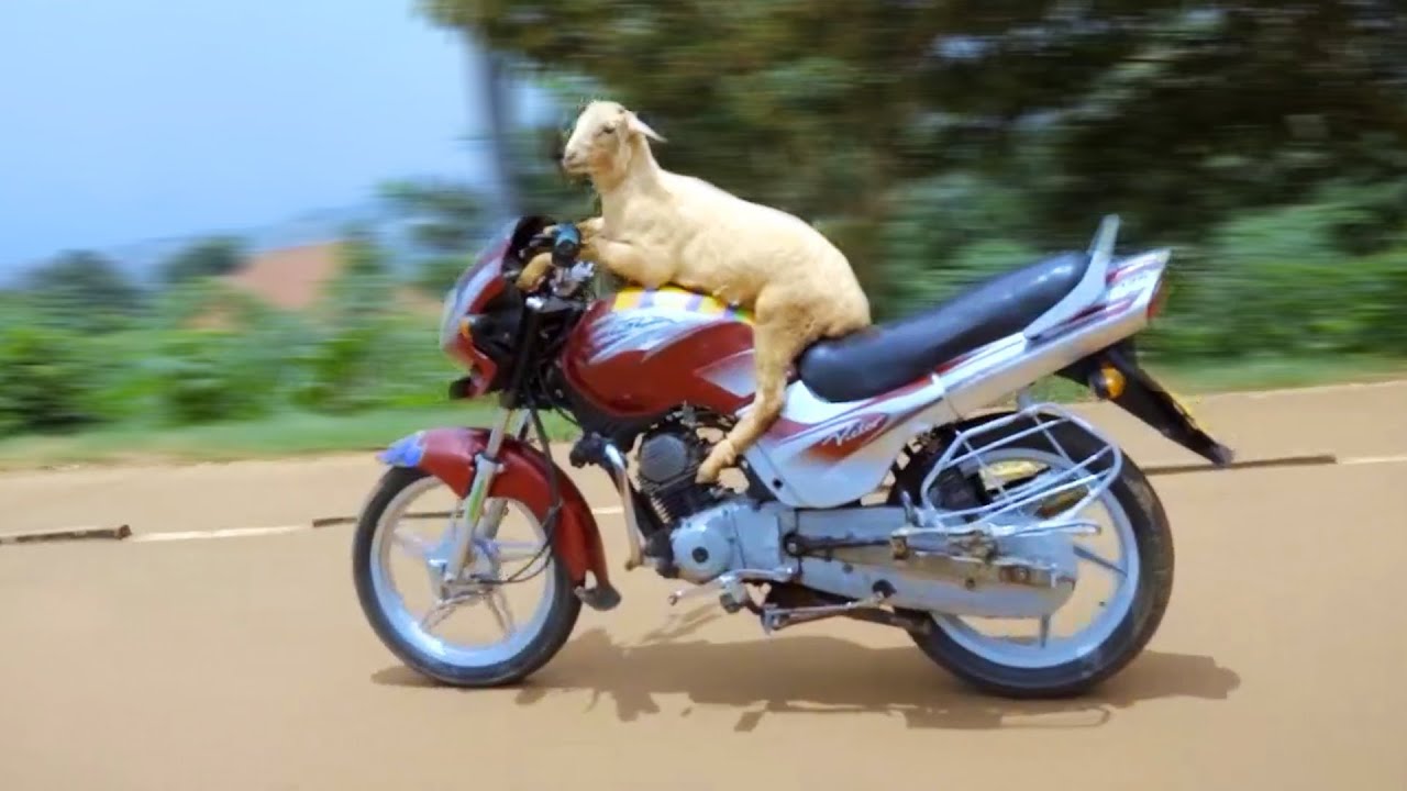 Intama itwara Moto igeze mu Rwanda | Si Ukubeshya noneho Twayiboneye | ibitangaza bibaho