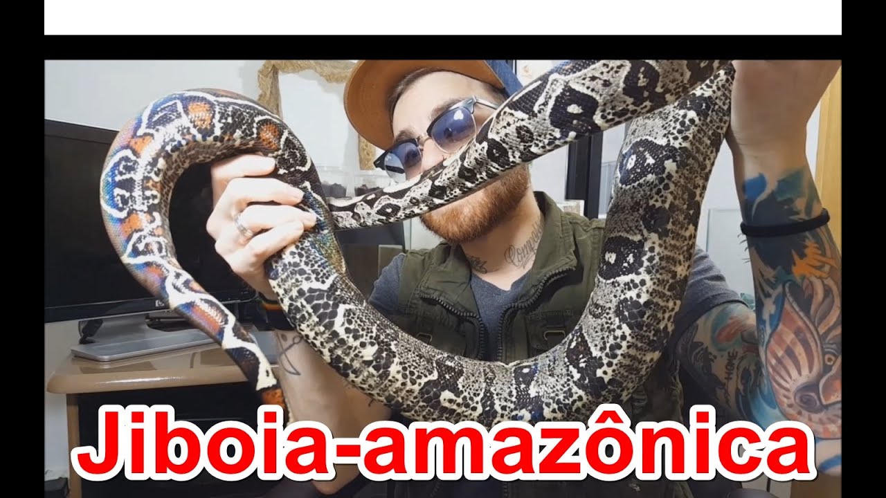 Papo de Biólogo: Jiboia-amazônica