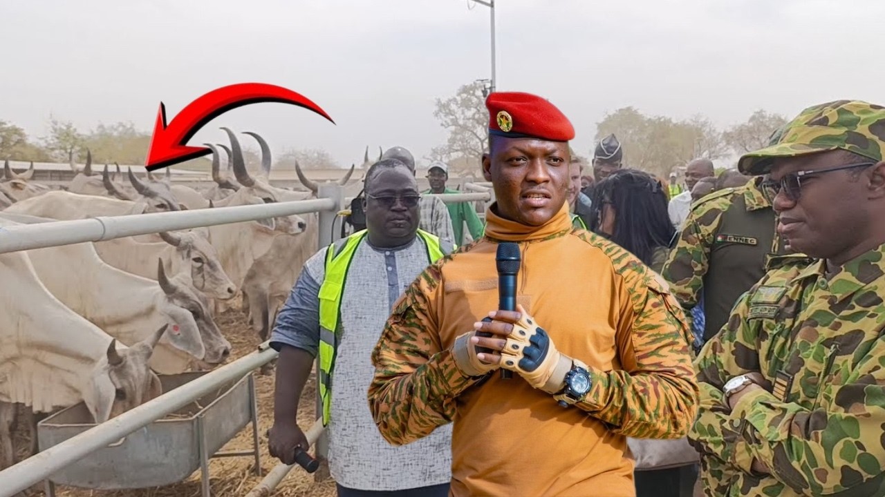 Burkina Faso: 710 pregnant Brazilian cows acquired to boost milk production