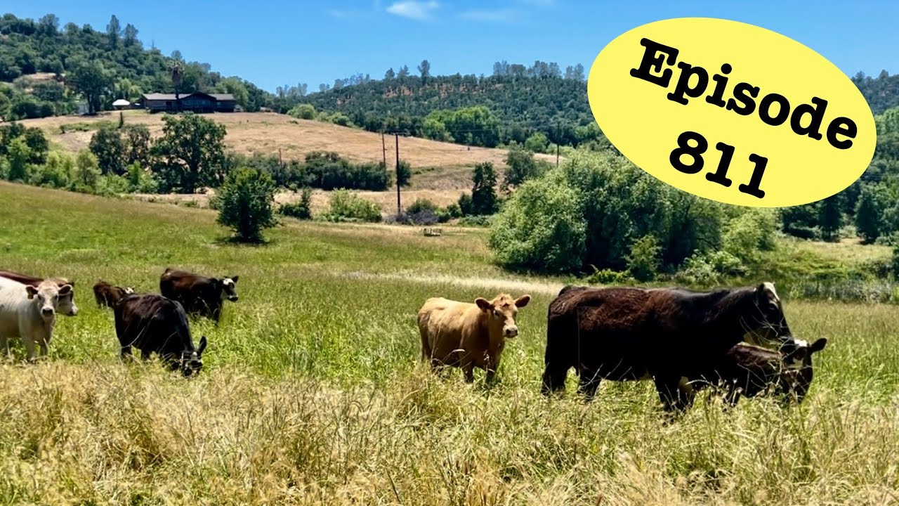 Heifer Pasture Gets a Few More Residents