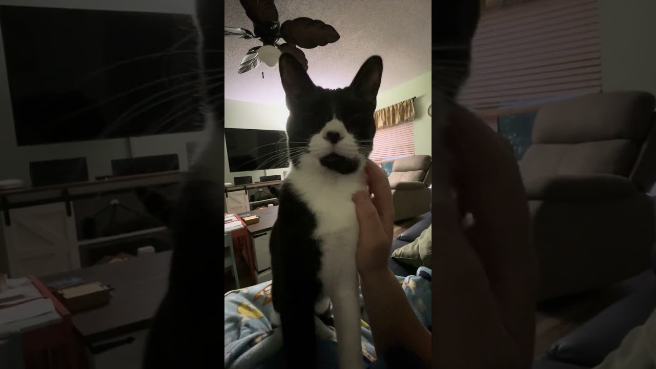 Relaxing cat purring, over 3 minutes!