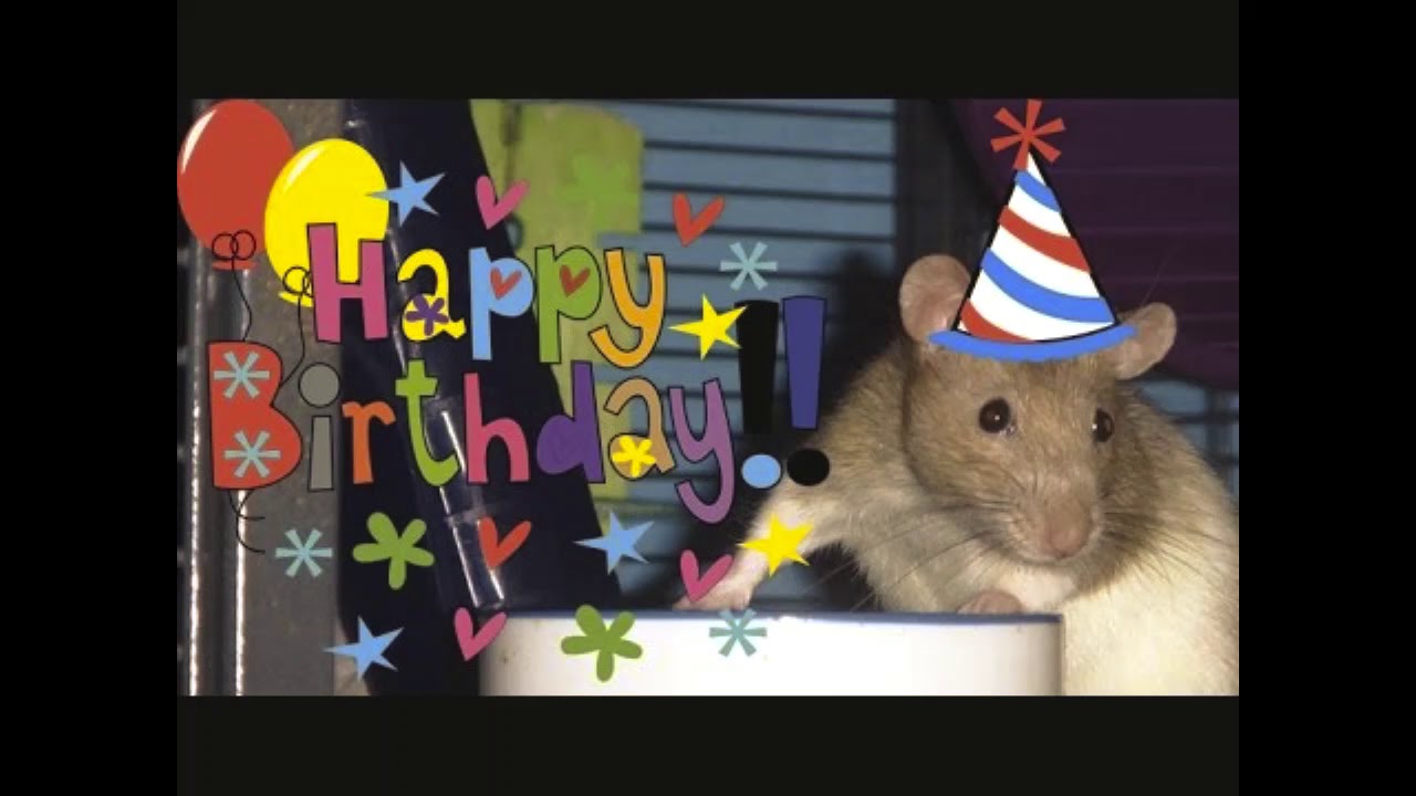 Not YMCA Rats