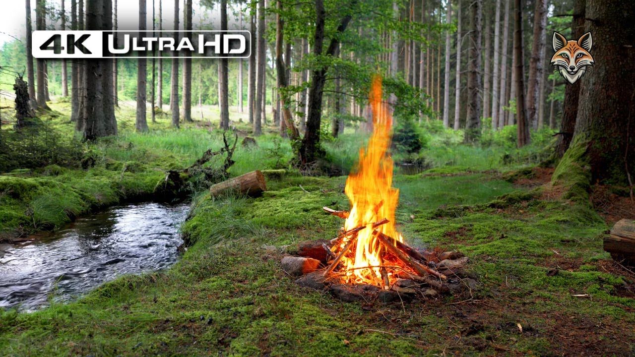 4K 📺 Настоящий лесной костер 🔥Успокаивающие звуки природы 🌲Ultra HD