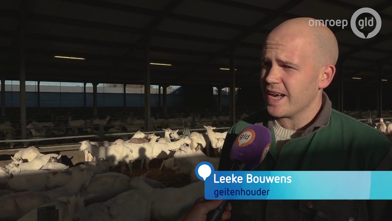 Petitie tegen geitenhouderij Gendt. 'Wij krijgen er longontsteking van'