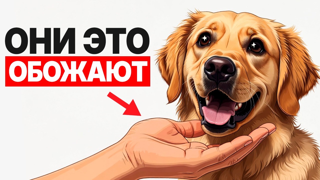 Делайте эти 7 вещей каждый день, и ваша собака поймет, что вы её ЛЮБИТЕ