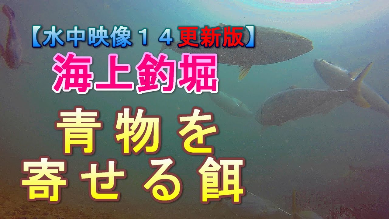 【 水中映像シリーズ 14 】【更新版】海上釣堀 青物を寄せる餌