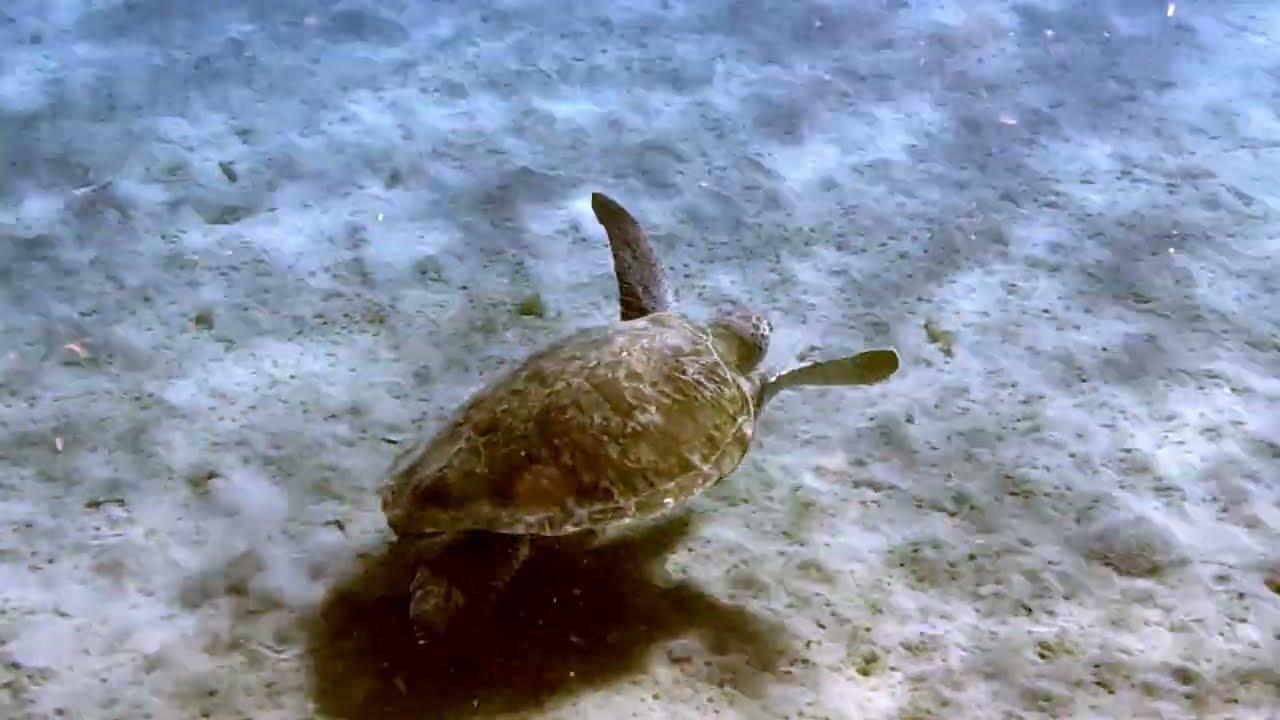 Tortue Anse Dufour