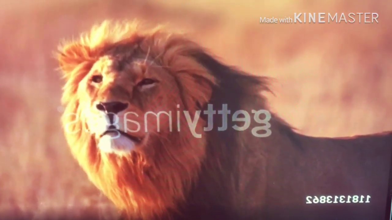 Earth Day special: My First Safari (Baby Einstein mini-movie)