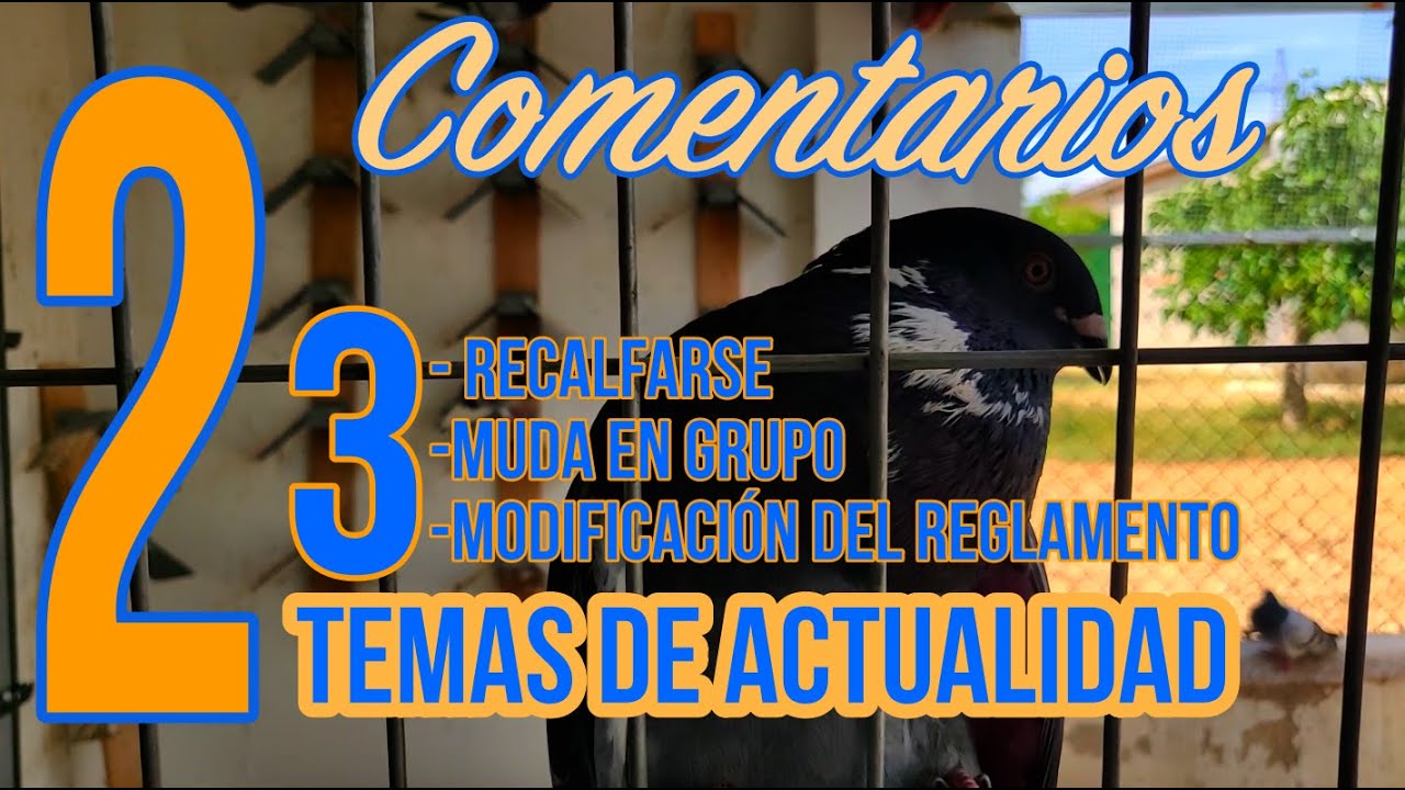 Colombicultura ¿Pasado de Celo?... ¿Verdadero o falso?. COMENTARIOS - Parte II