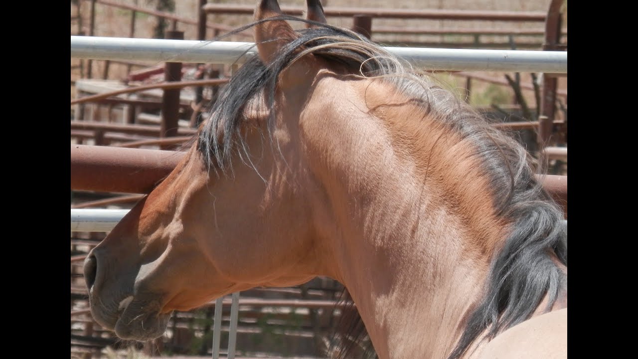 The REAL Spirit: Stallion of the Cimarron and Spirit Untamed