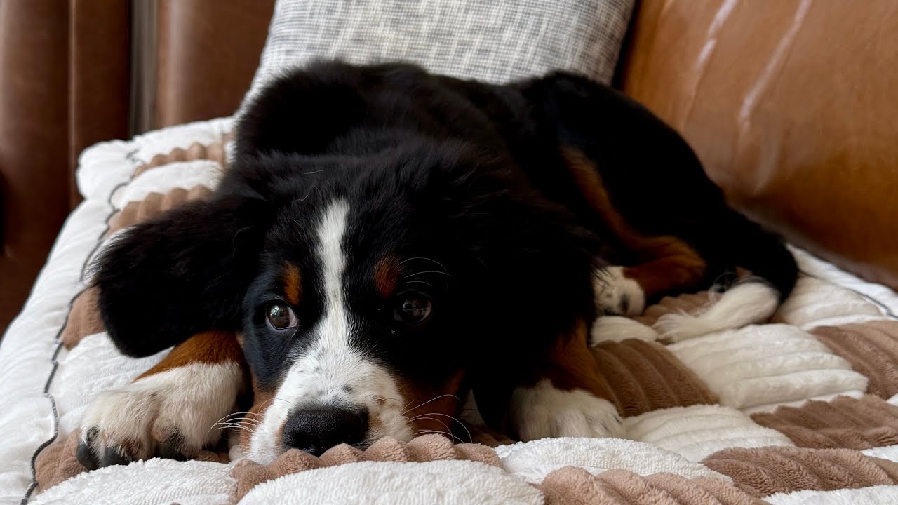 The BEST Couch Cover for Dogs 🐾 Washable, Stylish & Pet-Friendly Sofa Protection!