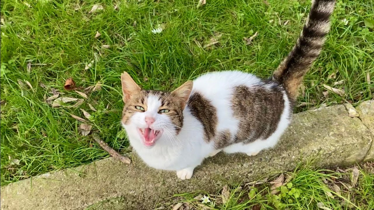 This cat living in the park keeps meowing and is trying to tell me something.