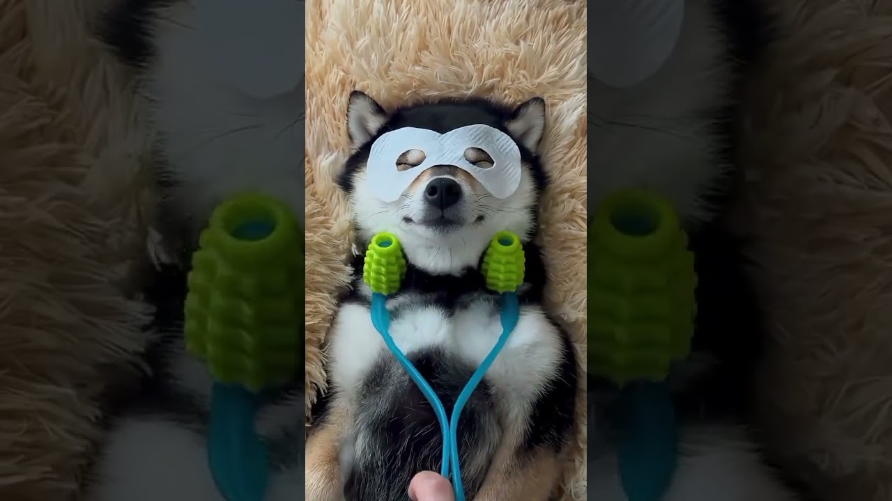 This Dog is enjoying ooo #food #fypage #mukbanginternational #mukbang #cooking #foodhumor #fypage