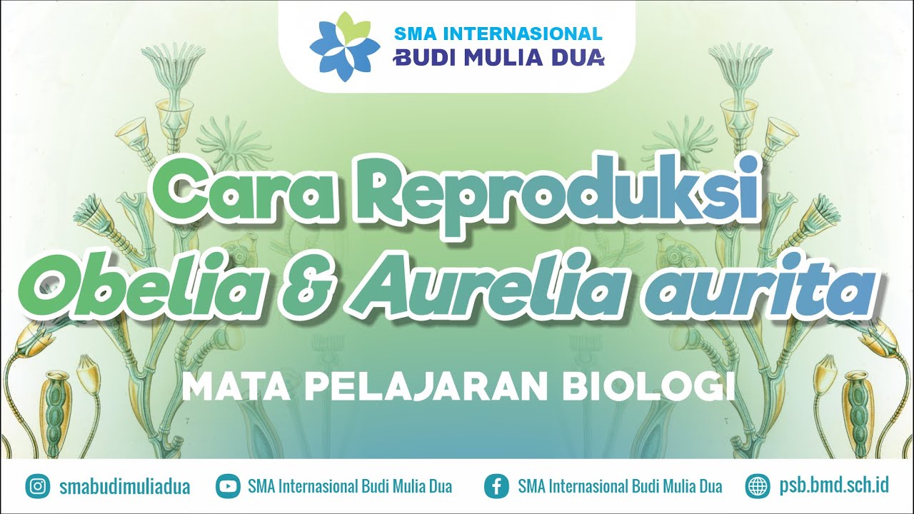 [Biologi] Cara Reproduksi Obelia dan Aurelia aurita