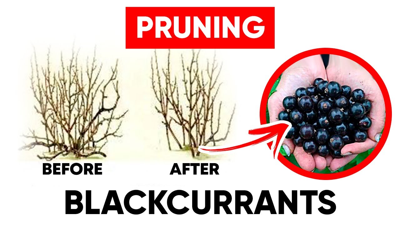 How to Prune Your Blackcurrants For High Yields