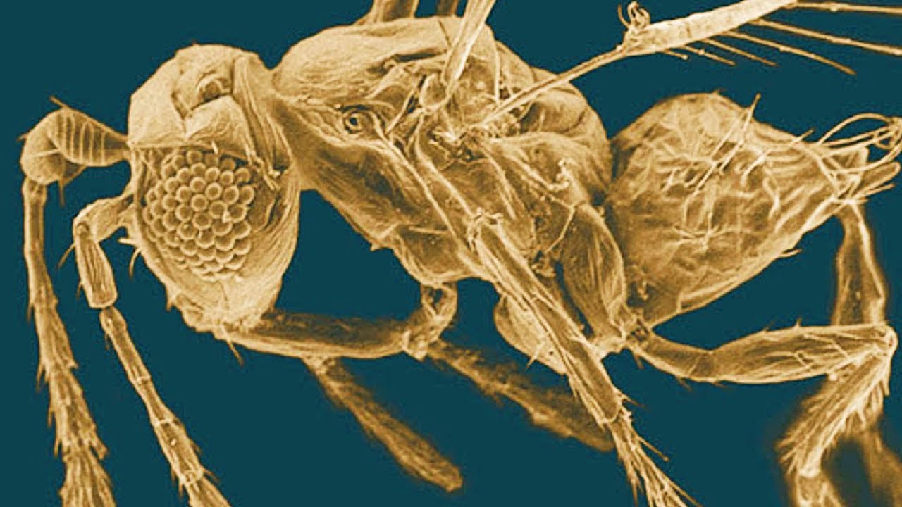 Fairyflies - The Smallest Insects