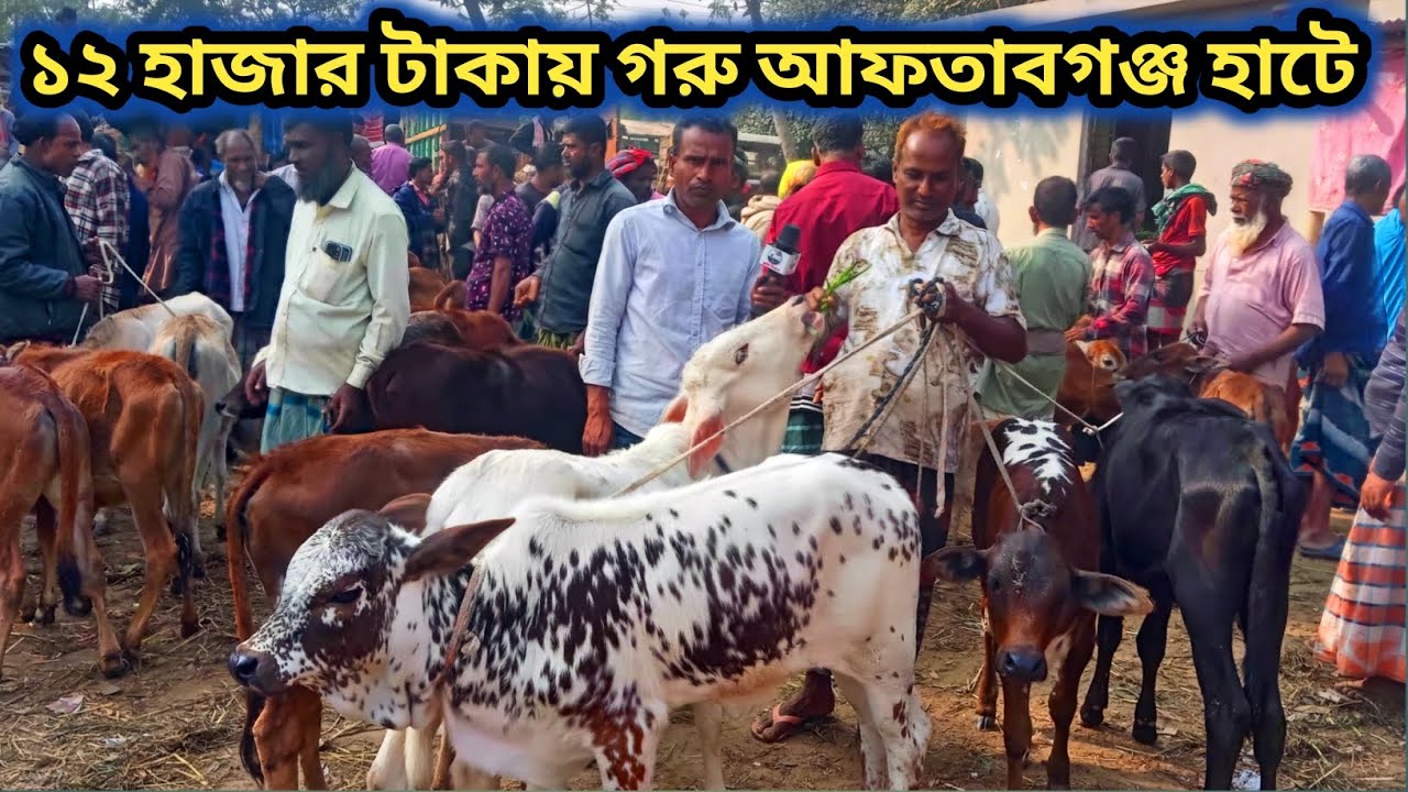 ২৯ জানুয়ারি ২০২৬| শাহিওয়াল জাতের পালন করার উপযোগী