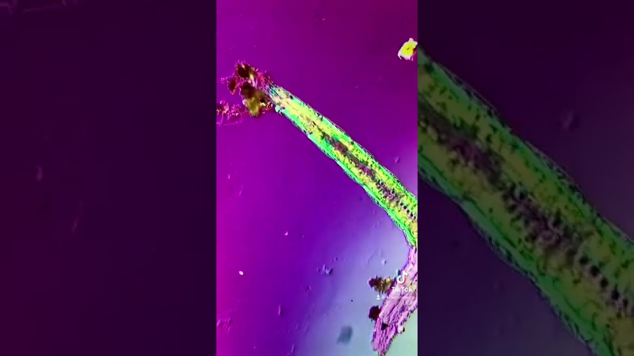 Dog saliva and cheek cells under the microscope!