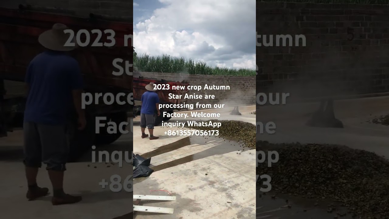 2023 new crop Autumn Star Anise are processing from our Factory. Welcome inquiry. 