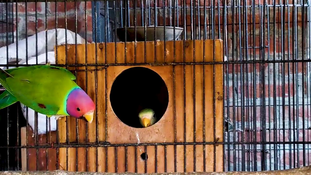 Plum Head parakeet Fledglings (progress ) part 5/iii  ( Parrots  Breeding )